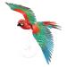 P118-NBR SCARLET MACAW_ (5)